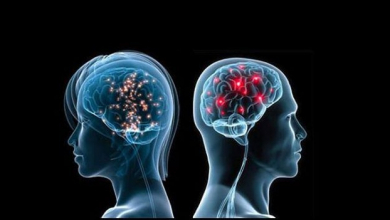 Male versus Female Brain... The Anatomical Differences