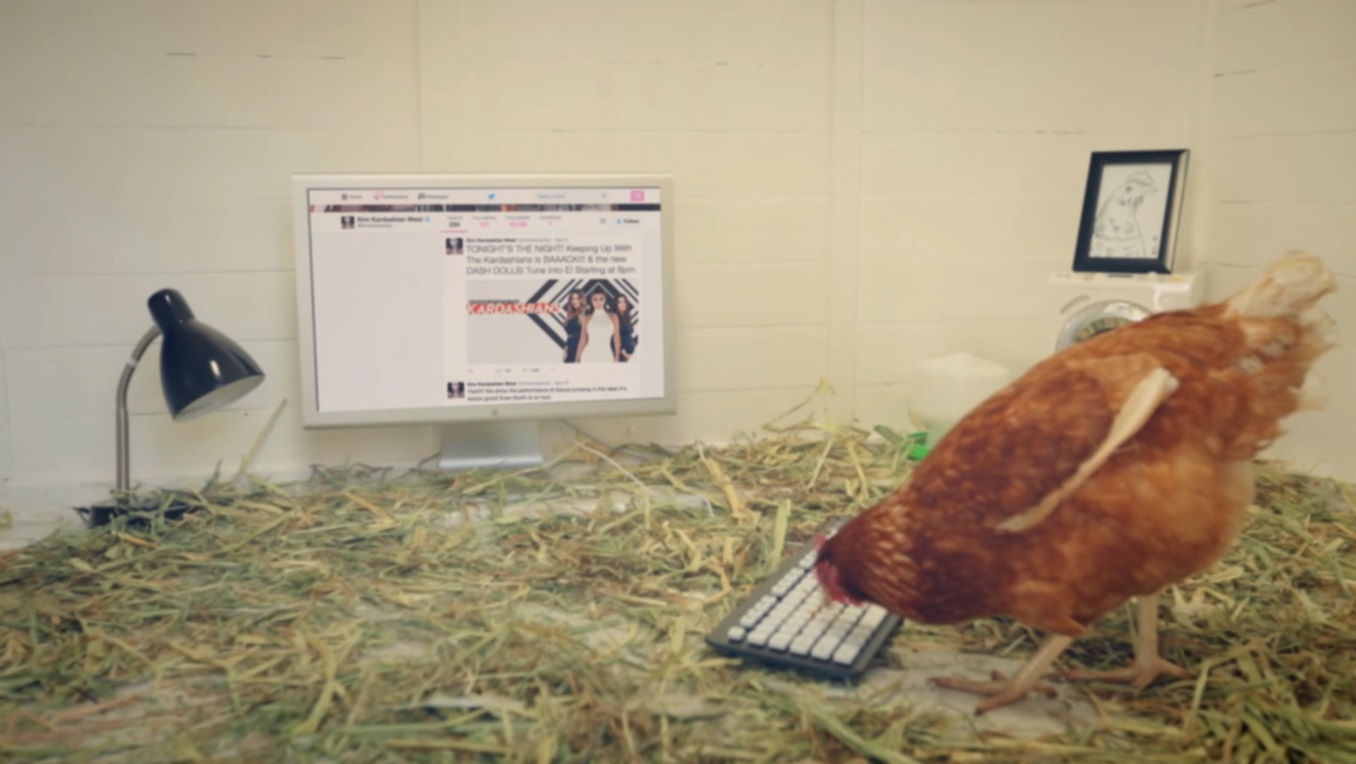 Poultry company hire a chicken to run its Twitter account
