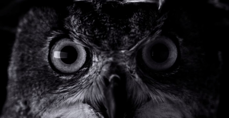 check-out-this-new-iphone-7-commercial-owl