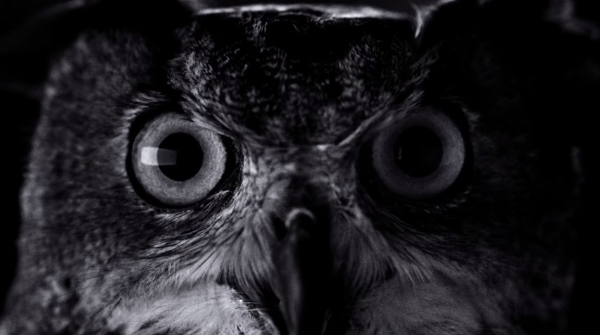 check-out-this-new-iphone-7-commercial-owl